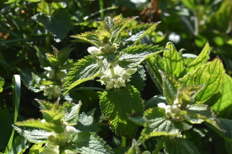 Dead nettles